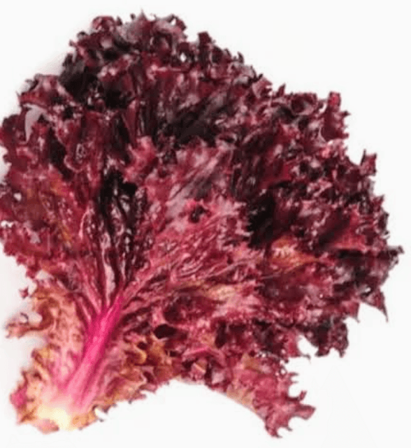 Red Frilly lettuce