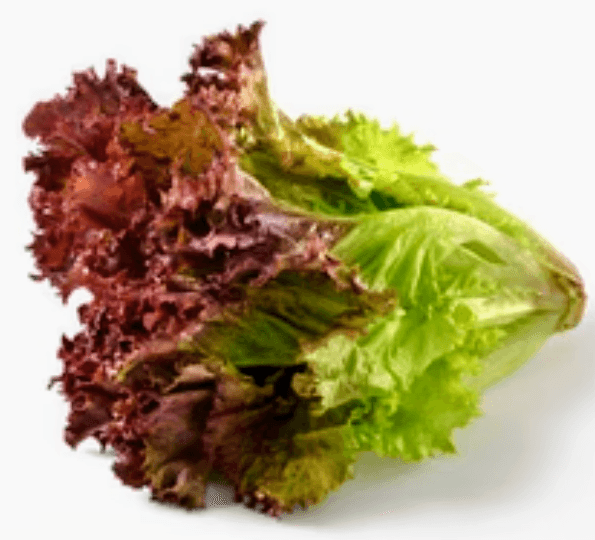Red Oak Lettuce