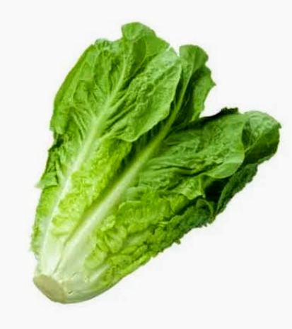 Gr Cos lettuce