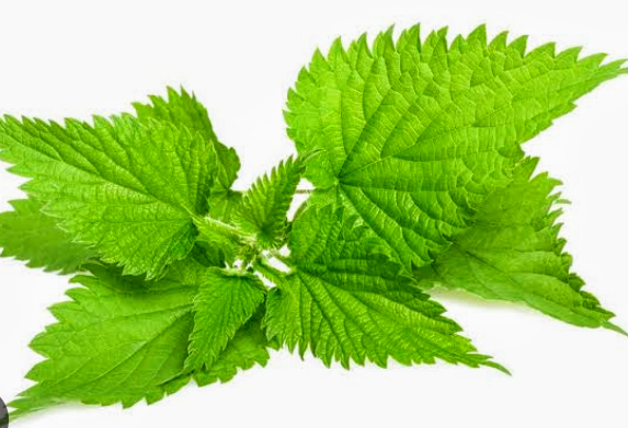 Stinging Nettle