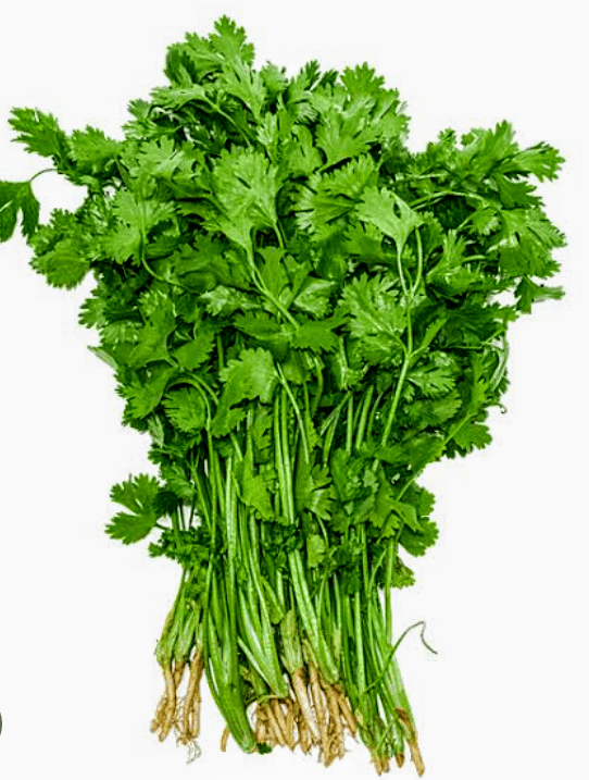 Coriander