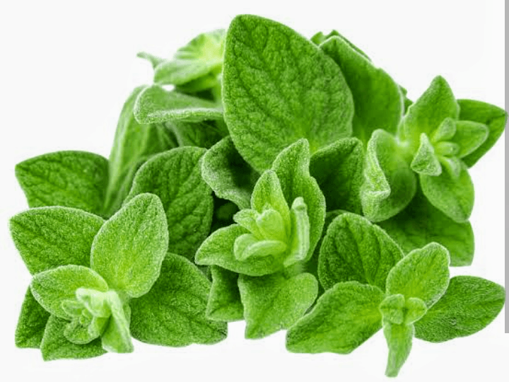 Mint
