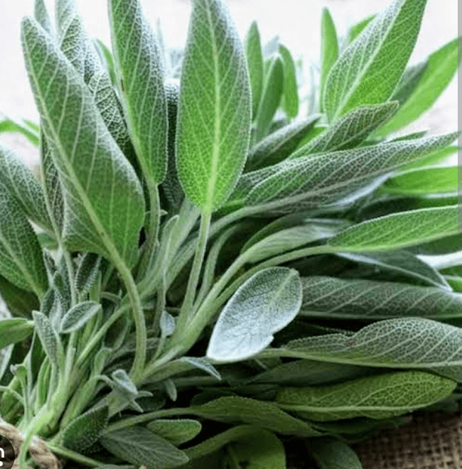 Sage
